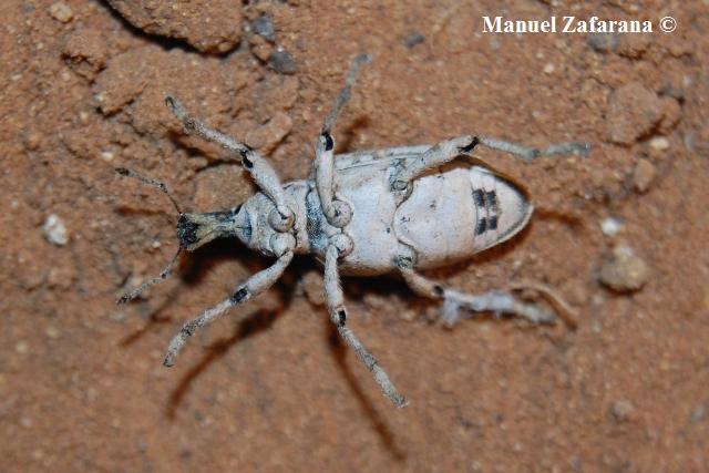 Curculionidae da determinare: Rhytideres plicatus
